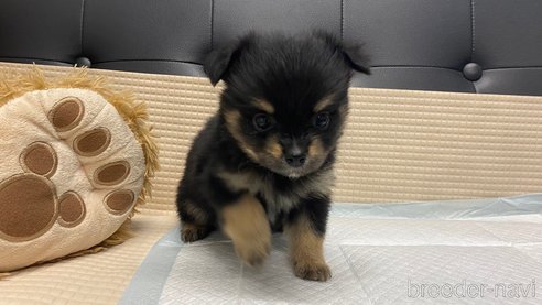 成約済の兵庫県のポメチワ:ポメラニアン×チワワ-348621の8枚目